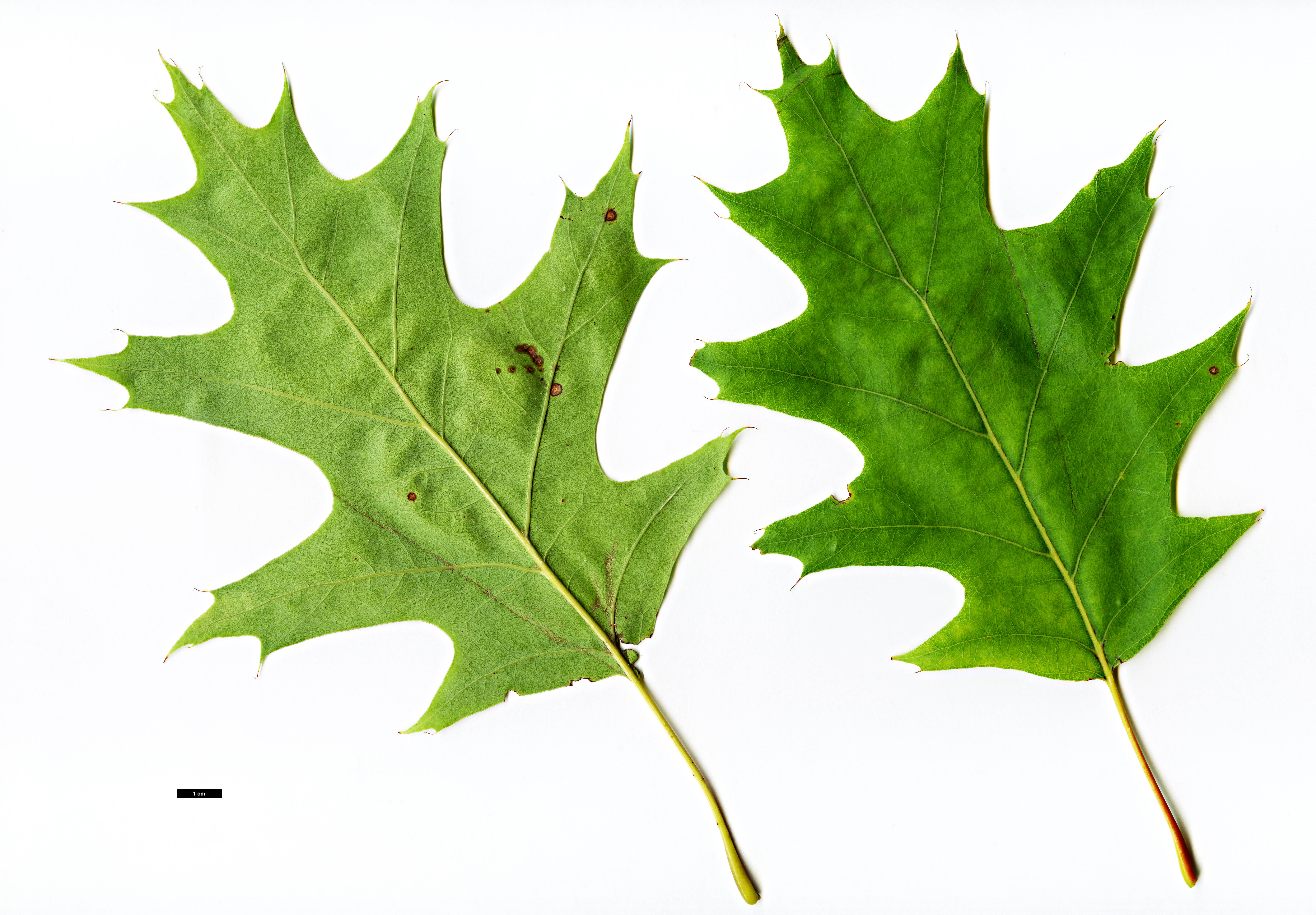 High resolution image: Family: Fagaceae - Genus: Quercus - Taxon: rubra - SpeciesSub: Aurea Group